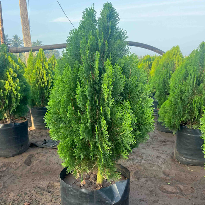 Buy Compact Thuja Plant - Add Beauty to Your Garden Today