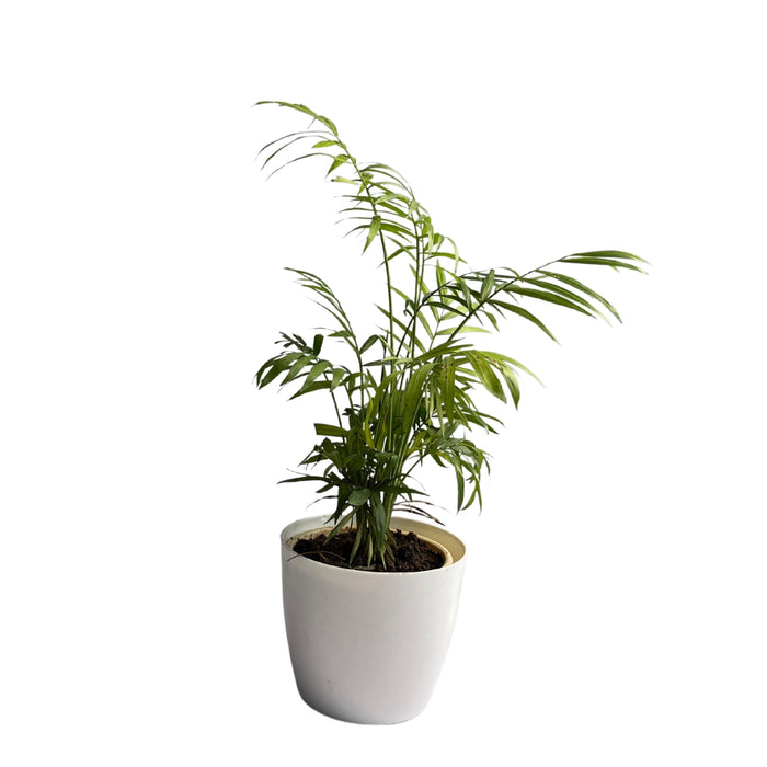 Areca Palm Air Purifier plant Oxygen Plant 10-18 inch height black pot Indoor Plant 6-7 stems 4-5 inch pot - Kadiyam Nursery