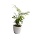 Areca Palm Air Purifier plant Oxygen Plant 10-18 inch height black pot Indoor Plant 6-7 stems 4-5 inch pot - Kadiyam Nursery