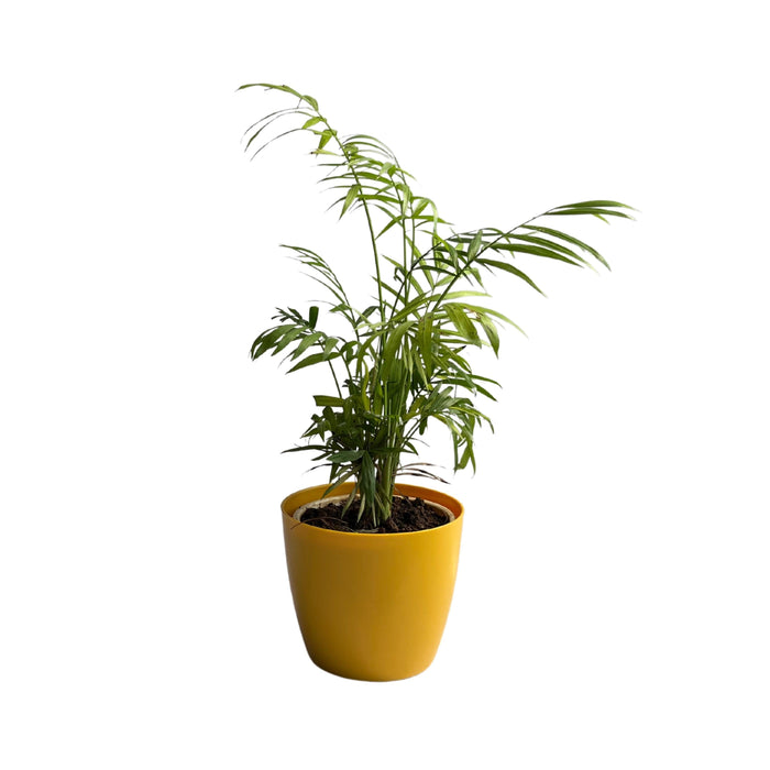 Areca Palm Air Purifier plant Oxygen Plant 10-18 inch height black pot Indoor Plant 6-7 stems 4-5 inch pot - Kadiyam Nursery