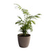 Areca Palm Air Purifier plant Oxygen Plant 10-18 inch height black pot Indoor Plant 6-7 stems 4-5 inch pot - Kadiyam Nursery