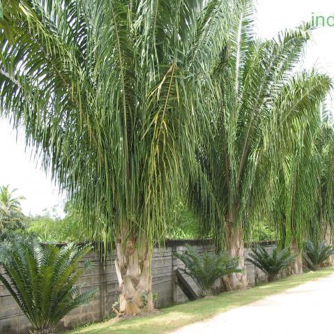Arenga pinnata,Sugar Palm, Gomuti Palm, Aren - Kadiyam Nursery