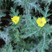 Argemone mexicana, A. leiocarpa, A. mucronata, A. ochroleuca, A. spinosa,Mexican Poppy, Mexican Prickly Poppy, Cardosanto - Kadiyam Nursery