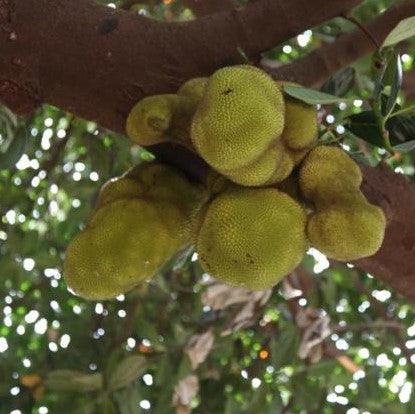 jackfruit tree