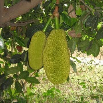 Artocarpus integrifolia hybrid orange,Jack Fruit Orange Hybrid - Kadiyam Nursery