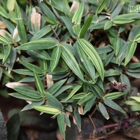 Arundinaria pumila,Bamboo Ultra Dwarf - Kadiyam Nursery