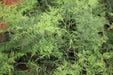 Asparagus densiflorus plumosus,Bridal Fern - Kadiyam Nursery