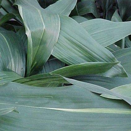 Aspidistra elatior, A. lurida,Cast Iron Plant - Kadiyam Nursery