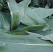 Aspidistra elatior, A. lurida,Cast Iron Plant - Kadiyam Nursery