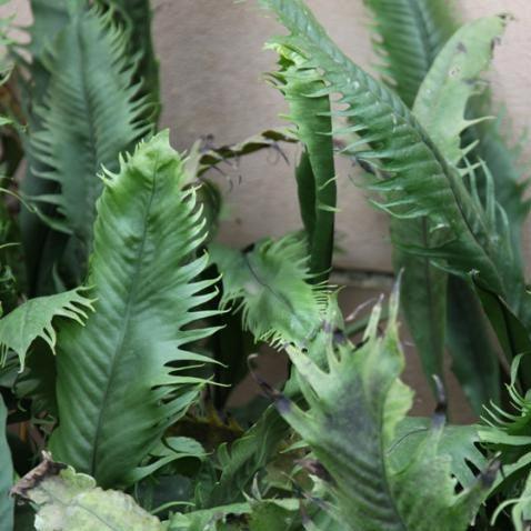 Asplenium nidus fimbriatum,Fimbriated Birds Nest - Kadiyam Nursery
