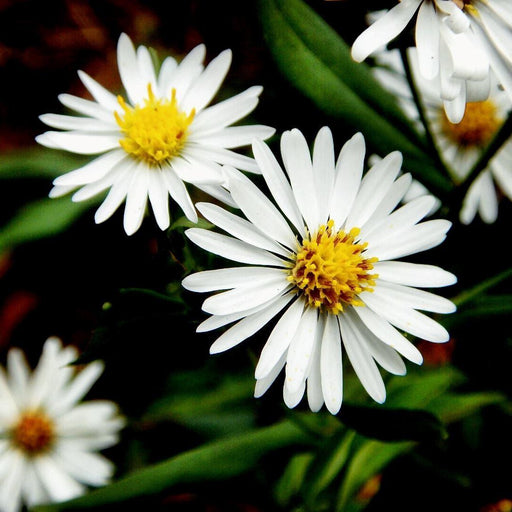 Aster amellus alba,Daisy Michaelmus Double Flowered - Kadiyam Nursery