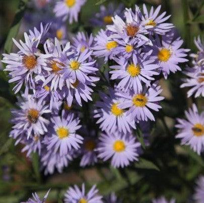 Aster amellus alba,Daisy Michaelmus Lilac - Kadiyam Nursery