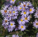 Aster amellus alba,Daisy Michaelmus Lilac - Kadiyam Nursery