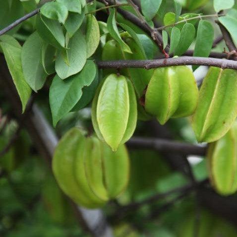 star fruit