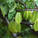 star fruit