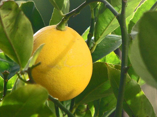 Lemon "Balaji" All Season For Kitchen Garden Plant(1 Healthy Live Plant) - Kadiyam Nursery