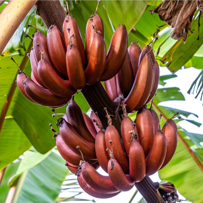 Banana plant Red Chakrakeli - Fruit Plants & Tree Plants - Kadiyam Nursery