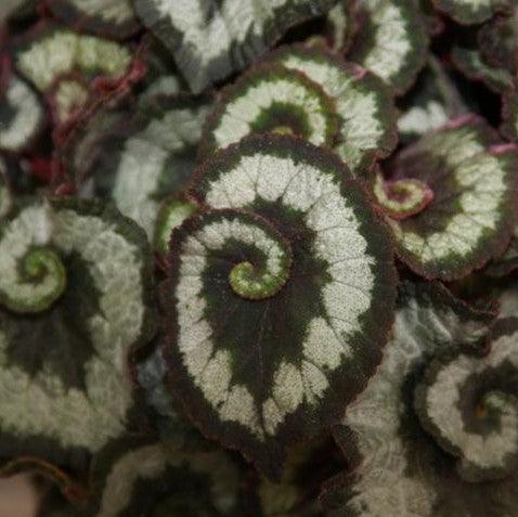 Begonia rex,Begonia Rex, Leaf Begonia - Kadiyam Nursery