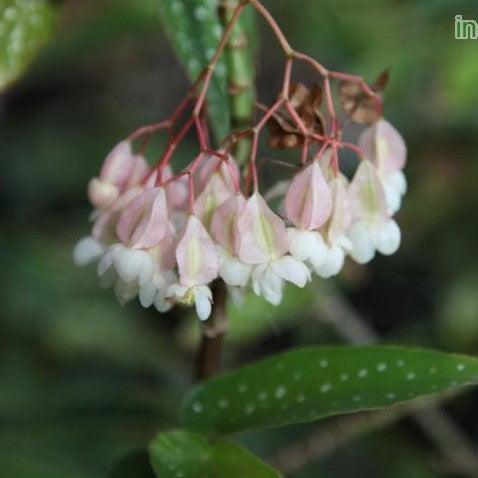 Begonia tom ment,Cane Begonia - Kadiyam Nursery