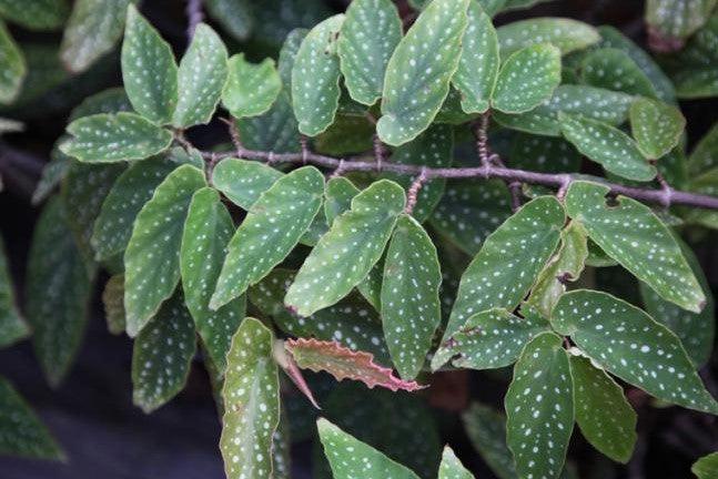 Begonia tom ment,Cane Begonia - Kadiyam Nursery