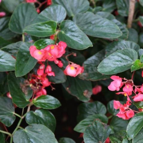 Begonia x hybrida dragon wings,Begonia Dragon Wings - Kadiyam Nursery