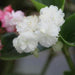 Begonia x tuber hybrida,Tuberous Begonia - Kadiyam Nursery