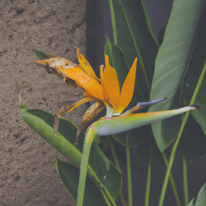 birds of paradise plant for sale near andhra pradesh