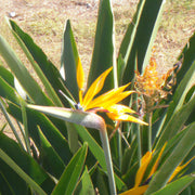 birds of paradise plant for sale near rajamahendravaram, andhra pradesh