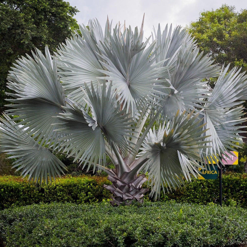Biscmarck Plam(Bismarckia nobilis) plant - Kadiyam Nursery