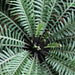 Blechnum gibbum,Blechnum, Pygmy Tree Fern - Kadiyam Nursery