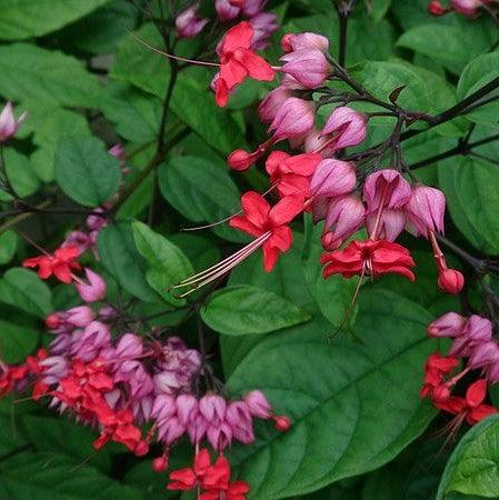 Bleeding Heart Vine (Red)– Clerodendron Vine, Clerodendrum Thomsoniae - Kadiyam Nursery