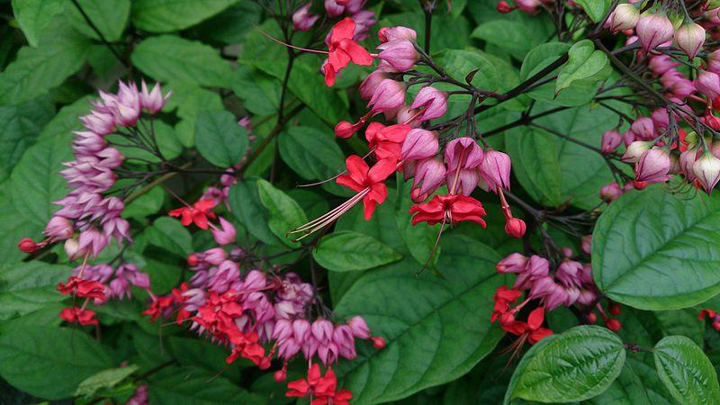 Bleeding Heart Vine (Red)– Clerodendron Vine, Clerodendrum Thomsoniae - Kadiyam Nursery