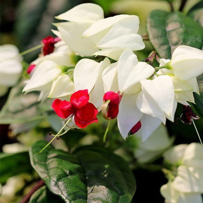 Bleeding Heart Vine (White)– Clerodendron Vine, Clerodendrum Thomsoniae - Kadiyam Nursery