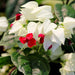 Bleeding Heart Vine (White)– Clerodendron Vine, Clerodendrum Thomsoniae - Kadiyam Nursery