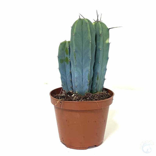 Blue Myrtle Cactus - Kadiyam Nursery