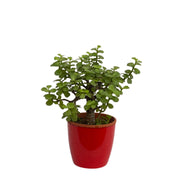 Bonsai Jade for Home Decor with Plastic Pot I Best Gifting Plant I Live Indoor Plant I - Kadiyam Nursery