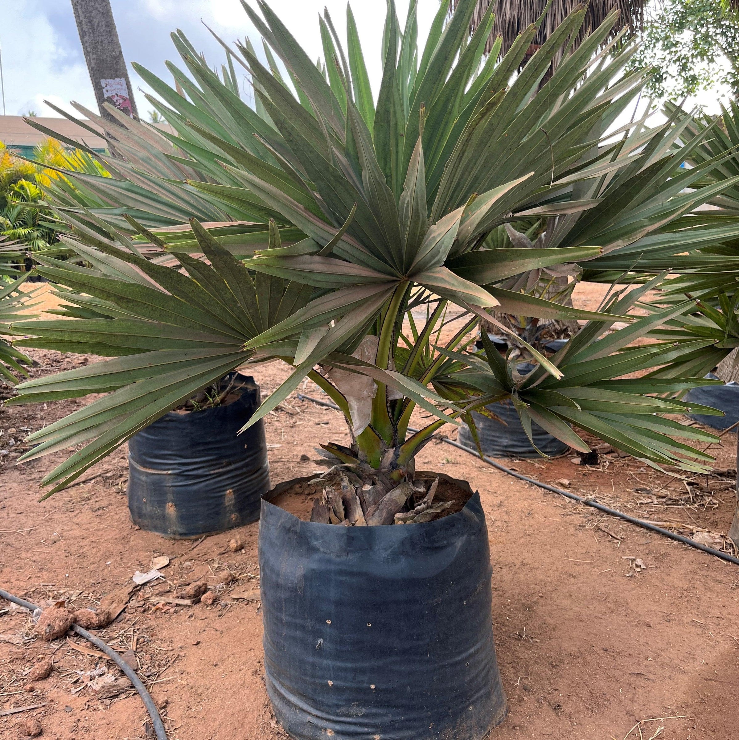 Unique and beautiful plants are available for sale in palmyra tree ...