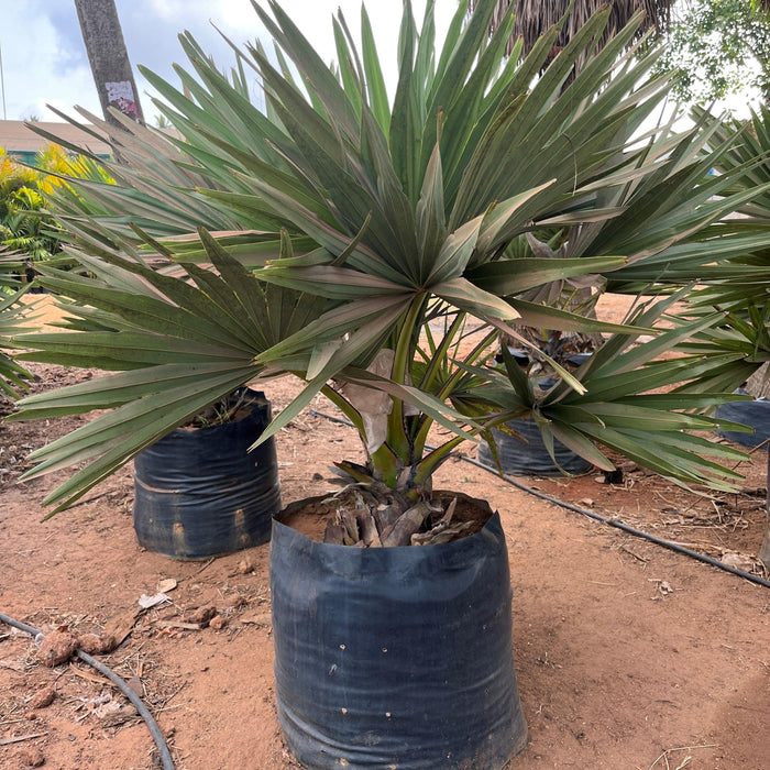 Borassus flabellifer,Palmyra Palm, Toddy Palm, Lontar Palm, Talauriksha Palm,Rontar Palm, Wine Palm - Kadiyam Nursery