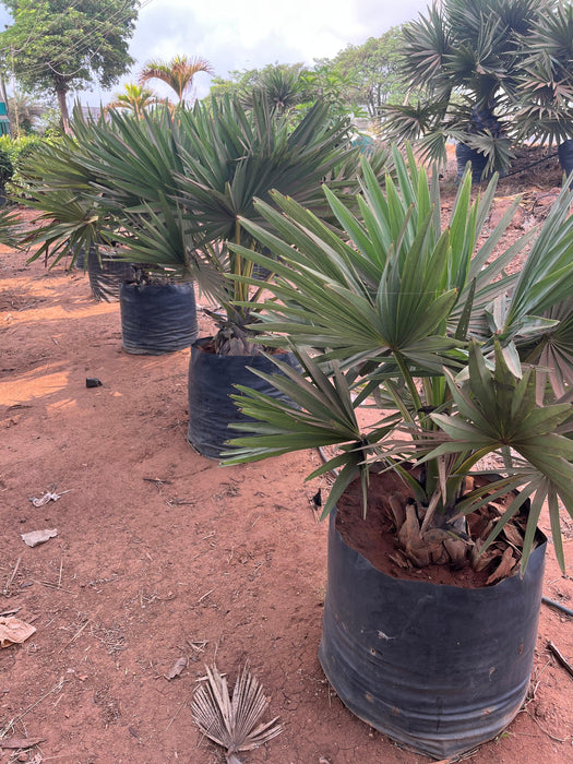 Borassus flabellifer,Palmyra Palm, Toddy Palm, Lontar Palm, Talauriksha Palm,Rontar Palm, Wine Palm - Kadiyam Nursery