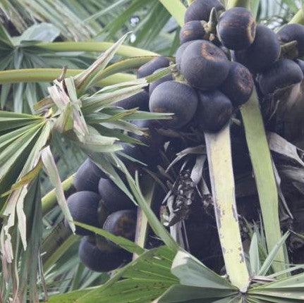 Borassus flabellifer,Palmyra Palm, Toddy Palm, Lontar Palm, Talauriksha Palm,Rontar Palm, Wine Palm - Kadiyam Nursery