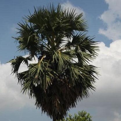 Unique and beautiful plants are available for sale in palmyra tree ...