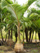 Bottle palm(Hyophorbe lagenicaulis) - Kadiyam Nursery