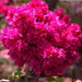 Bougainvillea buttiana plena var mahara crimson,Bougainvillea Red Double - Kadiyam Nursery