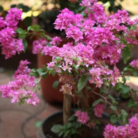 Bougainvillea buttiana plena var pink supreme,Bougainvillea Dark Pink Double - Kadiyam Nursery