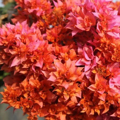 Bougainvillea buttiana plena var rosevelts delight,Bougainvillea Orange Double - Kadiyam Nursery