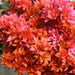 Bougainvillea buttiana plena var rosevelts delight,Bougainvillea Orange Double - Kadiyam Nursery