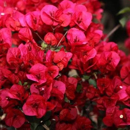 Bougainvillea Deep Red - Kadiyam Nursery