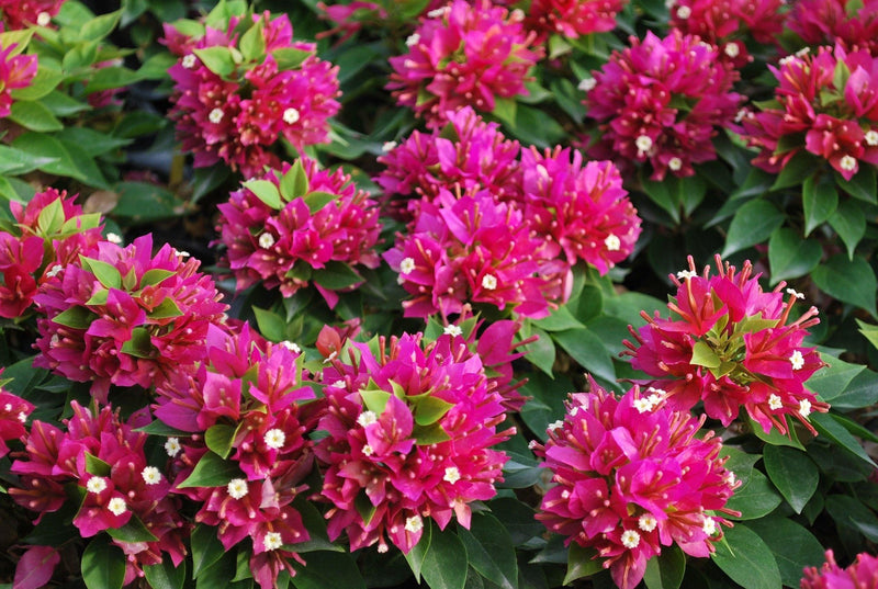 Bougainvillea Dwarf (Pink) - Plant - Kadiyam Nursery
