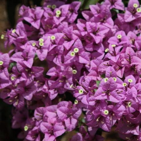 Bougainvillea formosa,Bougainvillea Lilac - Kadiyam Nursery