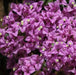 Bougainvillea formosa,Bougainvillea Lilac - Kadiyam Nursery